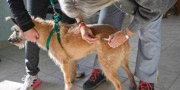 BAHIA BLANCA: Veterinaria y Zoonosis suma nuevos servicios y uno de sus móviles de castración cambia de ubicación