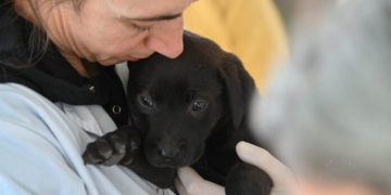BAHIA BLANCA: Atención veterinaria municipal en la última semana de septiembre