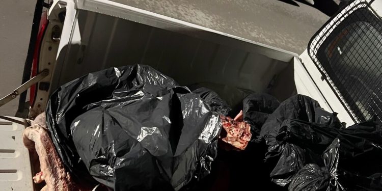 MEDANOS: Investigan la faena clandestina y la venta de carne sin trazabilidad tras allanamientos positivos  En el marco de una investigación realizada por el Equipo de Delitos Rurales, bajo las directivas de la fiscal Marina Lara titular de la UFIJ N.º 7 de Bahía Blanca, el Juzgado de Garantías N.º 3 autorizó dos allanamientos ejecutados por el Comando de Prevención Rural (CPR) Villarino quienes lograron secuestrar casi 600 kilos de carne, que se presume que deviene de la faena clandestina.